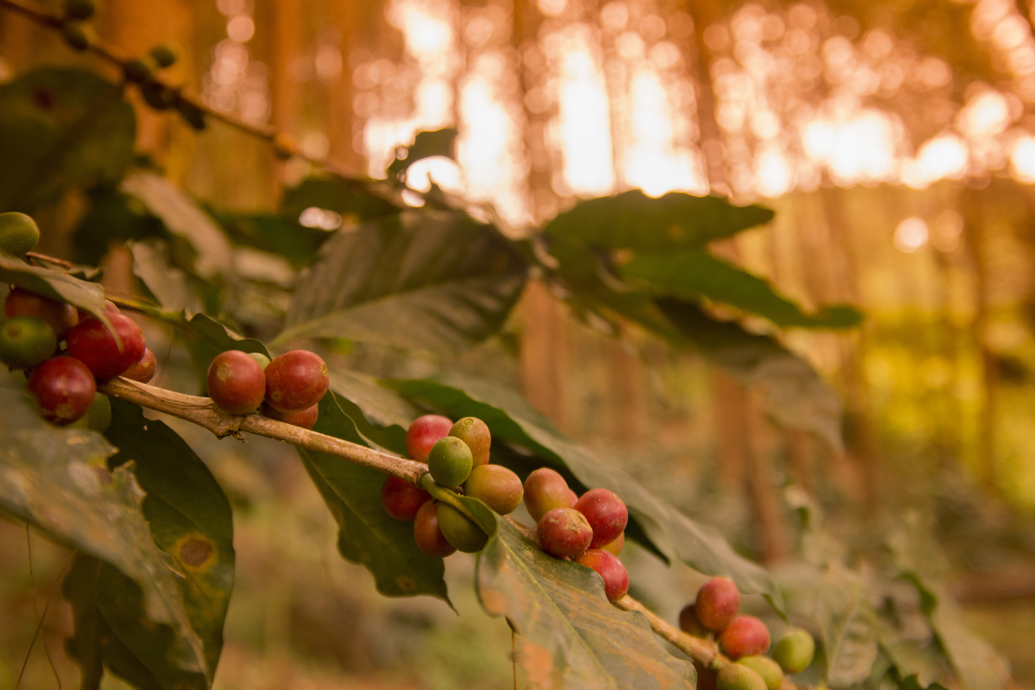 Coffeefruit Growing On Branch