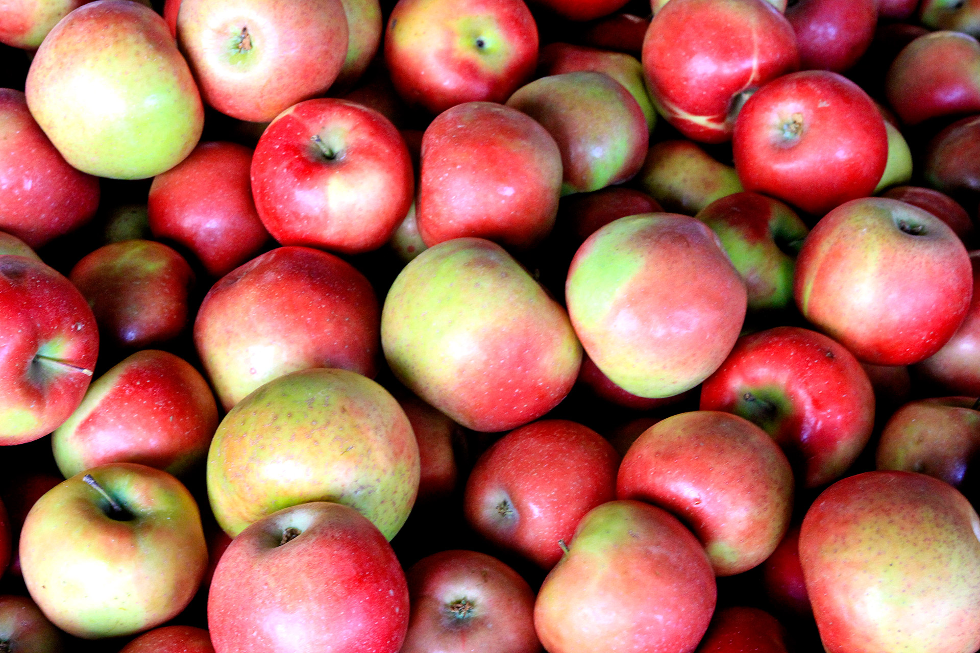 apples for cider