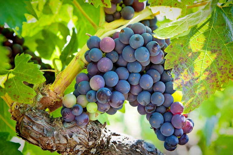 Zinfandel Grapes On Vine 