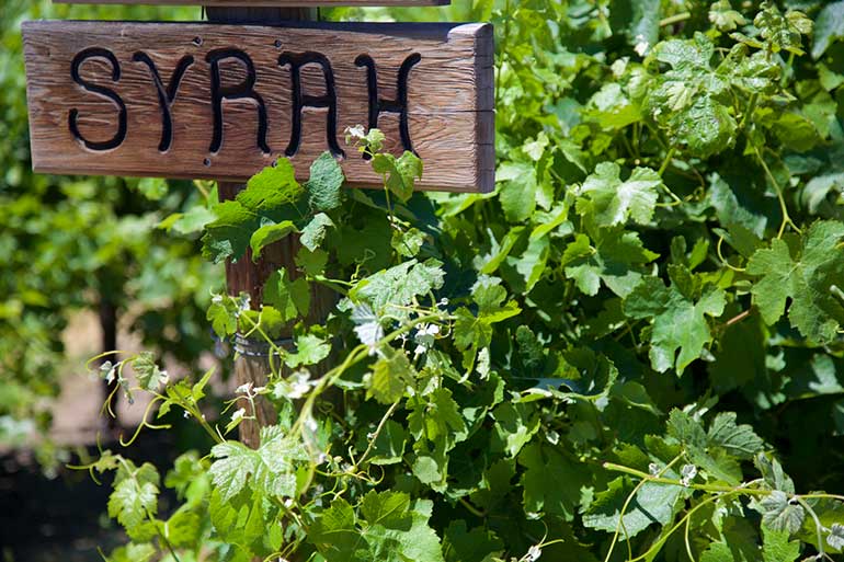 Syrah Sign By Grapevines