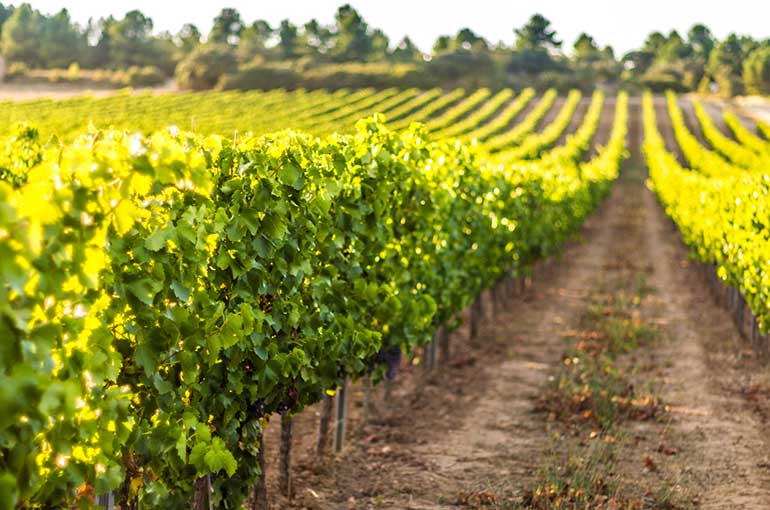 Row Of Grapevines