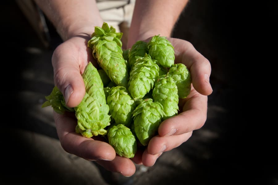 Fresh hops ready for beer being held in farmer’s hands