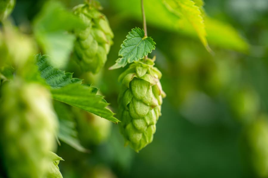 Close-up of a green hop plant cone on a bush